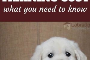 Affordable Service Dog Training Costs Near You My Caring Dog – Tips, Stories, and Care Guides for Loving Pet Owners Affordable Service Dog Training Costs Near You | My Caring Dog – Tips, Stories, and Care Guides for Loving Pet Owners