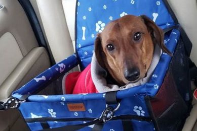 Best Dachshund Dog Car Seats: Safe & Comfy Rides My Caring Dog – Tips, Stories, and Care Guides for Loving Pet Owners Best Dachshund Dog Car Seats: Safe & Comfy Rides | My Caring Dog – Tips, Stories, and Care Guides for Loving Pet Owners