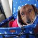 Best Dachshund Dog Car Seats: Safe & Comfy Rides | My Caring Dog – Tips, Stories, and Care Guides for Loving Pet Owners