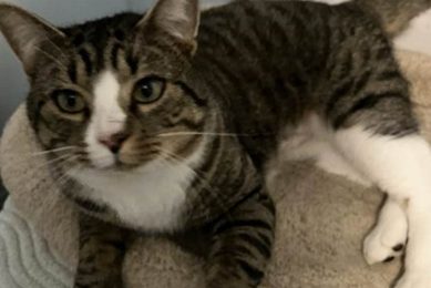 Caring Cat Adoption & Rescue: Find Your Purrfect Match My Caring Dog – Tips, Stories, and Care Guides for Loving Pet Owners Caring Cat Adoption & Rescue: Find Your Purrfect Match | My Caring Dog – Tips, Stories, and Care Guides for Loving Pet Owners