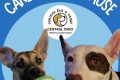 Top Cause for Canines: Car Dog Safety My Caring Dog – Tips, Stories, and Care Guides for Loving Pet Owners Top Cause for Canines: Car Dog Safety | My Caring Dog – Tips, Stories, and Care Guides for Loving Pet Owners