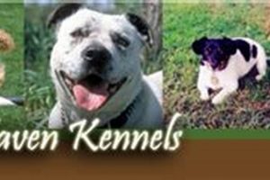 Best Dog Country Day Care | Rural Dog Boarding My Caring Dog – Tips, Stories, and Care Guides for Loving Pet Owners Best Dog Country Day Care | Rural Dog Boarding | My Caring Dog – Tips, Stories, and Care Guides for Loving Pet Owners