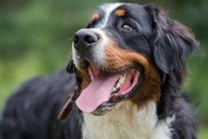 The Ultimate Bernese Mountain Dog Care Guide My Caring Dog – Tips, Stories, and Care Guides for Loving Pet Owners The Ultimate Bernese Mountain Dog Care Guide | My Caring Dog – Tips, Stories, and Care Guides for Loving Pet Owners
