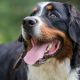 The Ultimate Bernese Mountain Dog Care Guide | My Caring Dog – Tips, Stories, and Care Guides for Loving Pet Owners