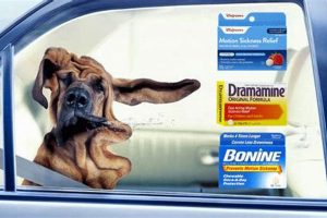 Best Anti-Nausea Meds for Dog Car Sickness Relief My Caring Dog – Tips, Stories, and Care Guides for Loving Pet Owners Best Anti-Nausea Meds for Dog Car Sickness Relief | My Caring Dog – Tips, Stories, and Care Guides for Loving Pet Owners