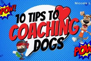Pro Coaching for Car Dogs: Expert Training My Caring Dog – Tips, Stories, and Care Guides for Loving Pet Owners Pro Coaching for Car Dogs: Expert Training | My Caring Dog – Tips, Stories, and Care Guides for Loving Pet Owners