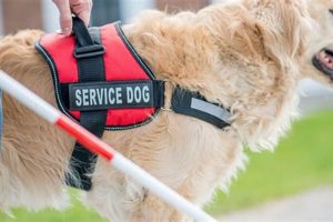 Doggy Do Good: Service Dogs Changing Lives My Caring Dog – Tips, Stories, and Care Guides for Loving Pet Owners Doggy Do Good: Service Dogs Changing Lives | My Caring Dog – Tips, Stories, and Care Guides for Loving Pet Owners