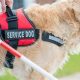 Doggy Do Good: Service Dogs Changing Lives | My Caring Dog – Tips, Stories, and Care Guides for Loving Pet Owners