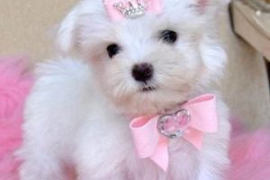 Find Free Dogs Near Me: Adopt, Don't Shop! My Caring Dog – Tips, Stories, and Care Guides for Loving Pet Owners Find Free Dogs Near Me: Adopt, Don't Shop! | My Caring Dog – Tips, Stories, and Care Guides for Loving Pet Owners