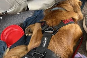 The Ultimate Guide to Taking on a Dog My Caring Dog – Tips, Stories, and Care Guides for Loving Pet Owners The Ultimate Guide to Taking on a Dog | My Caring Dog – Tips, Stories, and Care Guides for Loving Pet Owners