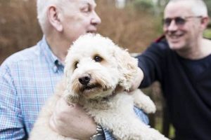 Top Charities for Dogs: Car Dog Edition My Caring Dog – Tips, Stories, and Care Guides for Loving Pet Owners Top Charities for Dogs: Car Dog Edition | My Caring Dog – Tips, Stories, and Care Guides for Loving Pet Owners
