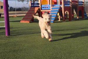 Top Dog Day Care in Longview, TX My Caring Dog – Tips, Stories, and Care Guides for Loving Pet Owners Top Dog Day Care in Longview, TX | My Caring Dog – Tips, Stories, and Care Guides for Loving Pet Owners