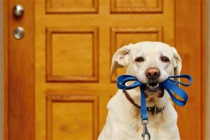 Complete Care Guide for Adopted Dogs My Caring Dog – Tips, Stories, and Care Guides for Loving Pet Owners Complete Care Guide for Adopted Dogs | My Caring Dog – Tips, Stories, and Care Guides for Loving Pet Owners