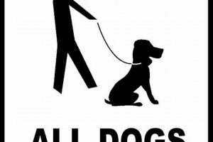 Car Dog Must-Haves: Safety & Comfort My Caring Dog – Tips, Stories, and Care Guides for Loving Pet Owners Car Dog Must-Haves: Safety & Comfort | My Caring Dog – Tips, Stories, and Care Guides for Loving Pet Owners