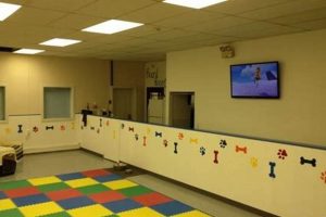 Top Dog Day Care in Anchorage, AK My Caring Dog – Tips, Stories, and Care Guides for Loving Pet Owners Top Dog Day Care in Anchorage, AK | My Caring Dog – Tips, Stories, and Care Guides for Loving Pet Owners