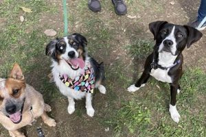 Top National K-9 Learning Centers for Car Dogs My Caring Dog – Tips, Stories, and Care Guides for Loving Pet Owners Top National K-9 Learning Centers for Car Dogs | My Caring Dog – Tips, Stories, and Care Guides for Loving Pet Owners