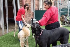 Best Dog Day Care in Pittsburgh PA | Top Rated My Caring Dog – Tips, Stories, and Care Guides for Loving Pet Owners Best Dog Day Care in Pittsburgh PA | Top Rated | My Caring Dog – Tips, Stories, and Care Guides for Loving Pet Owners