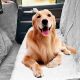 Top Dog Car Seat Covers for Pet Owners | My Caring Dog – Tips, Stories, and Care Guides for Loving Pet Owners