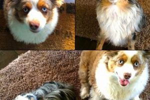 Top Dog Day Care in Rocklin CA: Find the Best My Caring Dog – Tips, Stories, and Care Guides for Loving Pet Owners Top Dog Day Care in Rocklin CA: Find the Best | My Caring Dog – Tips, Stories, and Care Guides for Loving Pet Owners