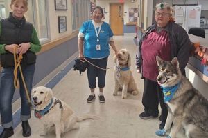 Best Dog Day Care in Cody WY | Top Kennels My Caring Dog – Tips, Stories, and Care Guides for Loving Pet Owners Best Dog Day Care in Cody WY | Top Kennels | My Caring Dog – Tips, Stories, and Care Guides for Loving Pet Owners