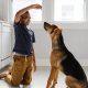 Effective Dog Training Tips & Techniques | My Caring Dog – Tips, Stories, and Care Guides for Loving Pet Owners