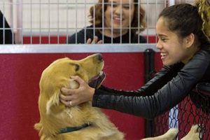 Top Dog Day Care in Deerfield IL: Find the Best My Caring Dog – Tips, Stories, and Care Guides for Loving Pet Owners Top Dog Day Care in Deerfield IL: Find the Best | My Caring Dog – Tips, Stories, and Care Guides for Loving Pet Owners