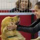 Top Dog Day Care in Deerfield IL: Find the Best | My Caring Dog – Tips, Stories, and Care Guides for Loving Pet Owners