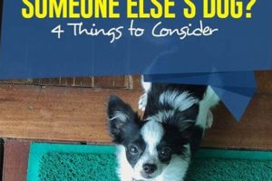 Ultimate Guide: Caring for Someone Else's Dog My Caring Dog – Tips, Stories, and Care Guides for Loving Pet Owners Ultimate Guide: Caring for Someone Else's Dog | My Caring Dog – Tips, Stories, and Care Guides for Loving Pet Owners