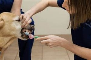 Find Free Dog Dental Care Near You Now My Caring Dog – Tips, Stories, and Care Guides for Loving Pet Owners Find Free Dog Dental Care Near You Now | My Caring Dog – Tips, Stories, and Care Guides for Loving Pet Owners