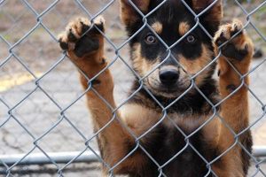 Free Animal Help Near Me My Caring Dog – Tips, Stories, and Care Guides for Loving Pet Owners Free Animal Help Near Me | My Caring Dog – Tips, Stories, and Care Guides for Loving Pet Owners