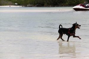 Top Dog Day Care in Bonita Springs, FL My Caring Dog – Tips, Stories, and Care Guides for Loving Pet Owners Top Dog Day Care in Bonita Springs, FL | My Caring Dog – Tips, Stories, and Care Guides for Loving Pet Owners