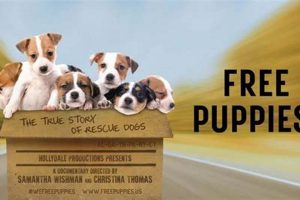Find Free Dogs for Car Travel Companions My Caring Dog – Tips, Stories, and Care Guides for Loving Pet Owners Find Free Dogs for Car Travel Companions | My Caring Dog – Tips, Stories, and Care Guides for Loving Pet Owners