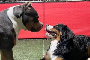 Top Dog Day Care in Fresno CA My Caring Dog – Tips, Stories, and Care Guides for Loving Pet Owners Top Dog Day Care in Fresno CA | My Caring Dog – Tips, Stories, and Care Guides for Loving Pet Owners