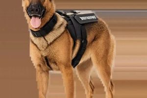 Top K9 Pets: Best Breeds for You My Caring Dog – Tips, Stories, and Care Guides for Loving Pet Owners Top K9 Pets: Best Breeds for You | My Caring Dog – Tips, Stories, and Care Guides for Loving Pet Owners