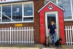 Best Dog Day Care in Hampshire | Top Kennels My Caring Dog – Tips, Stories, and Care Guides for Loving Pet Owners Best Dog Day Care in Hampshire | Top Kennels | My Caring Dog – Tips, Stories, and Care Guides for Loving Pet Owners