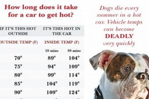 Danger: Car Temperature & Dogs: Keep Pets Safe! My Caring Dog – Tips, Stories, and Care Guides for Loving Pet Owners Danger: Car Temperature & Dogs: Keep Pets Safe! | My Caring Dog – Tips, Stories, and Care Guides for Loving Pet Owners
