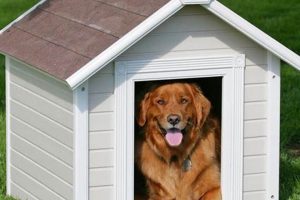 A Dog Home My Caring Dog – Tips, Stories, and Care Guides for Loving Pet Owners A Dog Home | My Caring Dog – Tips, Stories, and Care Guides for Loving Pet Owners