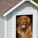 A Dog Home | My Caring Dog – Tips, Stories, and Care Guides for Loving Pet Owners