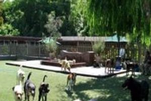 Best Dog Day Care in Laguna Beach, CA My Caring Dog – Tips, Stories, and Care Guides for Loving Pet Owners Best Dog Day Care in Laguna Beach, CA | My Caring Dog – Tips, Stories, and Care Guides for Loving Pet Owners