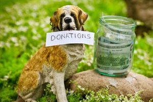 Car Dog Donations: Help a Pup in Need My Caring Dog – Tips, Stories, and Care Guides for Loving Pet Owners Car Dog Donations: Help a Pup in Need | My Caring Dog – Tips, Stories, and Care Guides for Loving Pet Owners