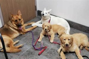 Florida Service Dogs for Sale: Trained & Certified My Caring Dog – Tips, Stories, and Care Guides for Loving Pet Owners Florida Service Dogs for Sale: Trained & Certified | My Caring Dog – Tips, Stories, and Care Guides for Loving Pet Owners