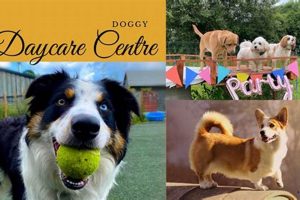 Best Paws Dog Day Care & Grooming Services My Caring Dog – Tips, Stories, and Care Guides for Loving Pet Owners Best Paws Dog Day Care & Grooming Services | My Caring Dog – Tips, Stories, and Care Guides for Loving Pet Owners