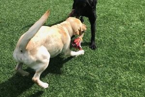 Dog Day Care Daniel Island Sc My Caring Dog – Tips, Stories, and Care Guides for Loving Pet Owners Dog Day Care Daniel Island Sc | My Caring Dog – Tips, Stories, and Care Guides for Loving Pet Owners
