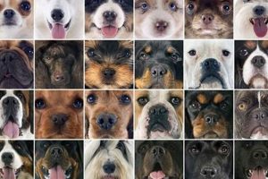 Safe & Secure: The Best Car Dog Accessories My Caring Dog – Tips, Stories, and Care Guides for Loving Pet Owners Safe & Secure: The Best Car Dog Accessories | My Caring Dog – Tips, Stories, and Care Guides for Loving Pet Owners