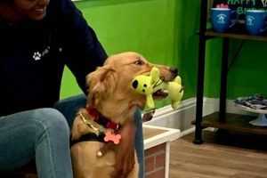 Best Dog Day Care in Stone Mountain, GA My Caring Dog – Tips, Stories, and Care Guides for Loving Pet Owners Best Dog Day Care in Stone Mountain, GA | My Caring Dog – Tips, Stories, and Care Guides for Loving Pet Owners