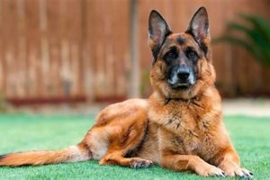 Best Alert Dog Training for Your Car My Caring Dog – Tips, Stories, and Care Guides for Loving Pet Owners Best Alert Dog Training for Your Car | My Caring Dog – Tips, Stories, and Care Guides for Loving Pet Owners