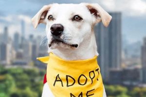 Find Your Furry Friend: Dog Adoption in Chicago My Caring Dog – Tips, Stories, and Care Guides for Loving Pet Owners Find Your Furry Friend: Dog Adoption in Chicago | My Caring Dog – Tips, Stories, and Care Guides for Loving Pet Owners