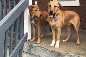 Service Dog Training Lafayette Indiana My Caring Dog – Tips, Stories, and Care Guides for Loving Pet Owners Service Dog Training Lafayette Indiana | My Caring Dog – Tips, Stories, and Care Guides for Loving Pet Owners