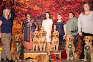 Best Dog Day Care in Derry | Top Kennels My Caring Dog – Tips, Stories, and Care Guides for Loving Pet Owners Best Dog Day Care in Derry | Top Kennels | My Caring Dog – Tips, Stories, and Care Guides for Loving Pet Owners