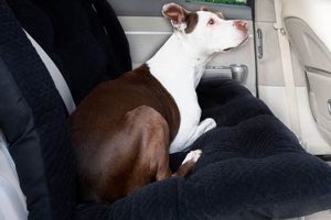 La Dog Company Car Seat My Caring Dog – Tips, Stories, and Care Guides for Loving Pet Owners La Dog Company Car Seat | My Caring Dog – Tips, Stories, and Care Guides for Loving Pet Owners